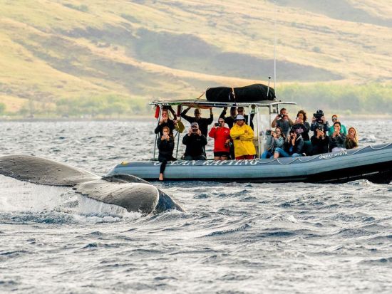 ホエールウォッチングクルーズ　海洋博物学者による解説付きでクジラを観察！オーシャンラフトボート利用＜12～4月／英語スタッフ＞