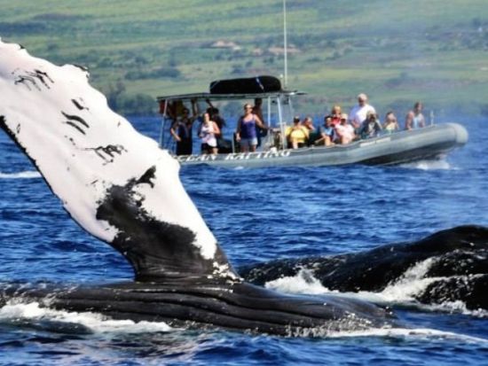 ホエールウォッチングクルーズ　海洋博物学者による解説付きでクジラを観察！オーシャンラフトボート利用＜12～4月／英語スタッフ＞