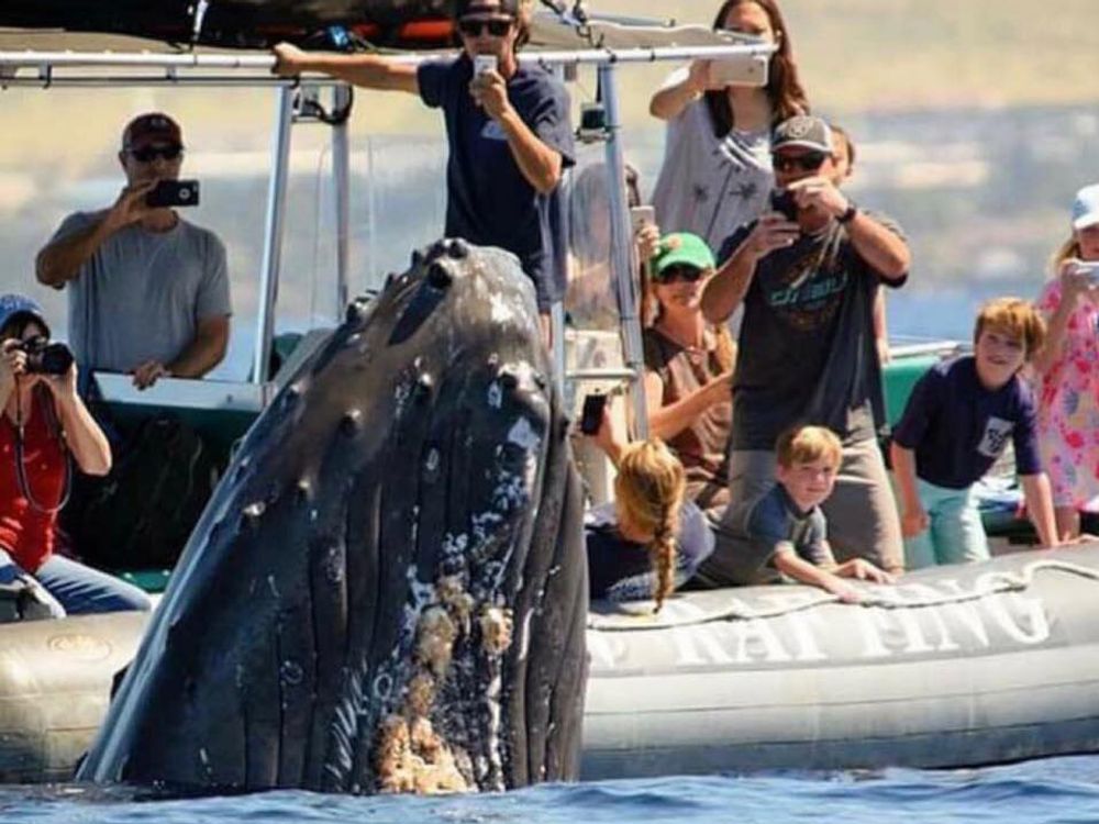 Eye-Level Whale Watch Tour from Mala Boat Ramp - Hawaii Ocean Rafting ...