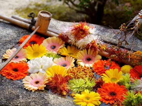 京都ウォーキングツアー　京都文化の発信地で心静かに感じる 格式高い寺院と美しい庭園を巡る旅＜2時間半／今出川駅発／京都駅＞