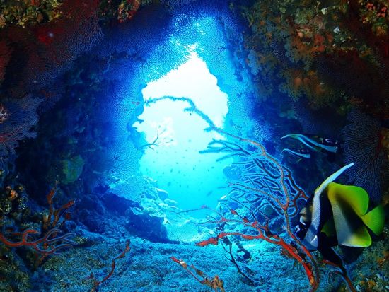 北谷発慶良間ファンダイビング 初心者や1名様大歓迎！圧倒的透明度の"ケラマブルー"を海中散歩＜2～5ダイブ／北谷エリア送迎無料＞by オーシャンビーチちゃたん