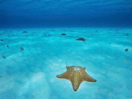 コスメル島シュノーケリングツアー！天国の海「エルシエロ（El Cielo）」を含む4つの絶景ポイントへご案内＜英語／コスメル島発着＞