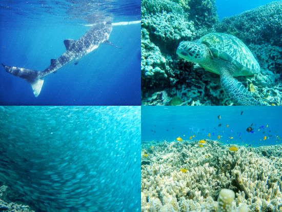 ジンベイザメ+モアルボアル（イワシの大群+ウミガメ）+ペスカドール島シュノーケリング1日ツアー＜昼食／日本語ガイド／送迎＞