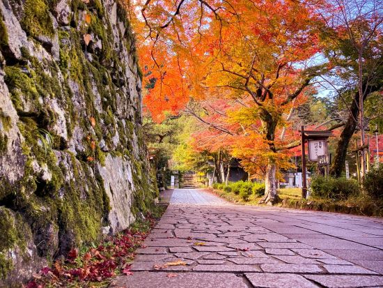 安楽律院など坂本を巡るサイクリングツアー 選べる体験付き どっぷり歴史にハマる旅＜1日／大津市＞