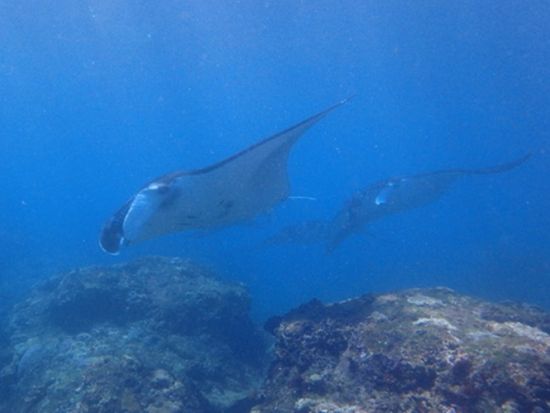 ペニダ島 シュノーケリングツアー　高確率でマンタに会える ＜日本語可ガイド／昼食付き＞ by ポニ・ダイバーズ・バリ