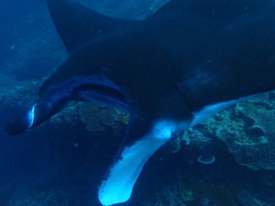 ペニダ島 シュノーケリングツアー　高確率でマンタに会える ＜日本語可ガイド／昼食付き＞ by ポニ・ダイバーズ・バリ