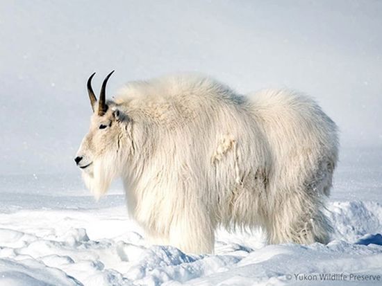 Yukon-Wildlife-Preserve-Winter-03-600