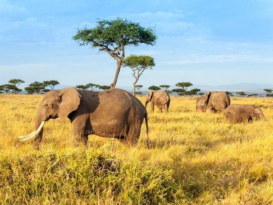 Africa_Kenya_Masaimara_shutterstock_524509258