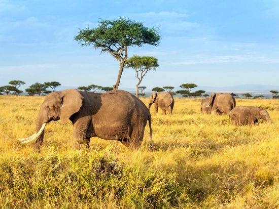 【ナイロビ発着 4泊5日】朝夕サファリ三昧！国立公園周遊ツアー　アンボセリ＆ナクル湖＆マサイマラ＜貸切／日本語or英語／選べるオプション充実／市内or空港送迎＞