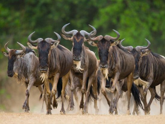 【ナイロビ発着 4泊5日】朝夕サファリ三昧！国立公園周遊ツアー　アンボセリ＆ナクル湖＆マサイマラ＜貸切／日本語or英語／選べるオプション充実／市内or空港送迎＞