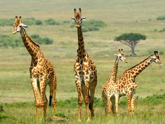 Africa_Kenya_Masaimara_shutterstock_393136237