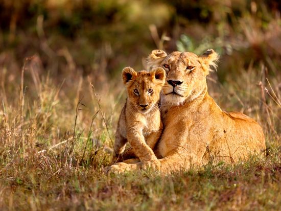 【ナイロビ発着 4泊5日】朝夕サファリ三昧！国立公園周遊ツアー　アンボセリ＆ナクル湖＆マサイマラ＜貸切／日本語or英語／選べるオプション充実／市内or空港送迎＞