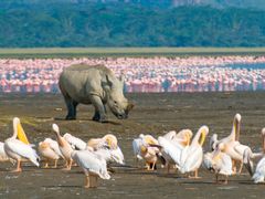 rhino in lake nakuru national park_pixta_4560812_M