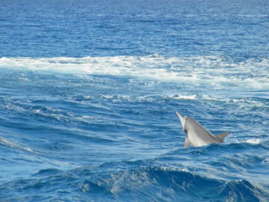 パラセーリング＋イルカウォッチング　大人気アクティビティ2種のセット＜送迎付き／英語インストラクター＞ by SUNNY SIDE UP