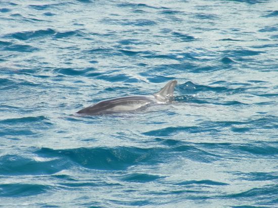 パラセーリング＋イルカウォッチング　大人気アクティビティ2種のセット＜送迎付き／英語インストラクター＞ by SUNNY SIDE UP