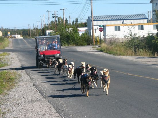 Dog_Mushing_on_Wheels4