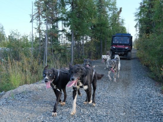 イエローナイフ　犬ぞり訓練体験 ＜8～11月／日本語または英語ガイド＞