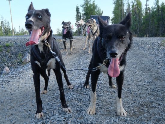 イエローナイフ　犬ぞり訓練体験 ＜8～11月／日本語または英語ガイド＞