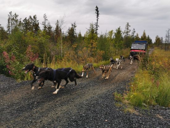 イエローナイフ　犬ぞり訓練体験 ＜8～11月／日本語または英語ガイド＞