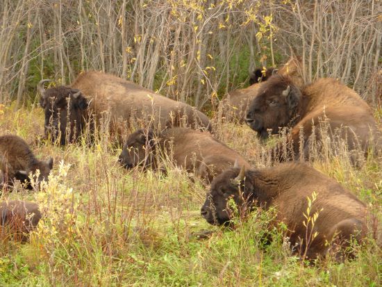 イエローナイフ　野生バイソン鑑賞ツアー ＜8～4月／日本語または英語ガイド＞