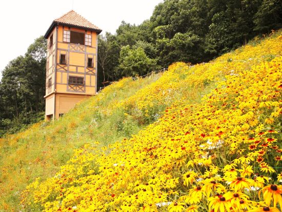 韓国ドラマロケ地＆人気テーマパーク日帰りツアー　南怡島（ナミソム）＆プチフランス＆イタリア村 ＜英語ガイド／ソウル発＞