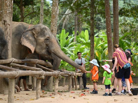 【サムイ発】ゾウの保護区でふれあいエコツアー　餌やり・水浴び・泥んこスパ体験＜午前・午後／英語ガイド／食事付／ホテル送迎付＞