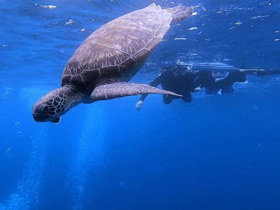 95％で出会えるウミガメシュノーケリング＋青の洞窟探検ツアー★1日4便！当日予約OK！写真撮影サービス＜3時間／市街地送迎可＞byマーレ石垣島