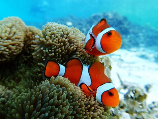 幻の島上陸+シュノーケルツアー 八重山屈指のロケーションの無人島で自然を満喫 お子様や家族連れにもオススメ＜半日／石垣島発＞