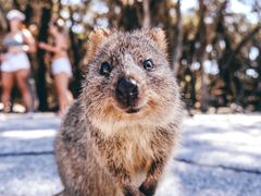 Australia_Perth_Rottnest_Island_Quokka_shutterstock_702589243