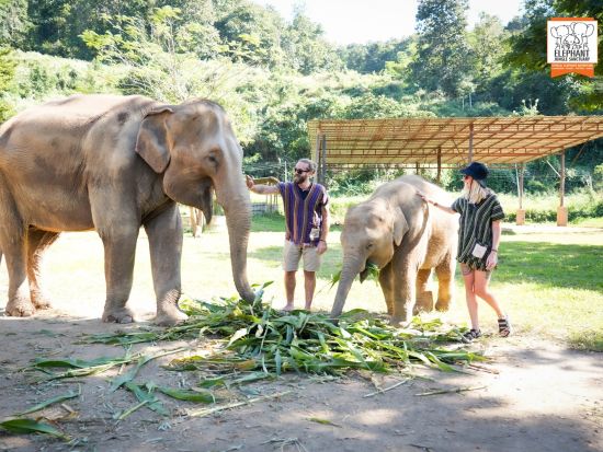 象にも環境にもやさしい施設で象と触れ合うエコツアー　餌やり・水浴び・泥スパ体験＜１日・半日／送迎付／英語ガイド／ランチ付／写真撮影サービス＞