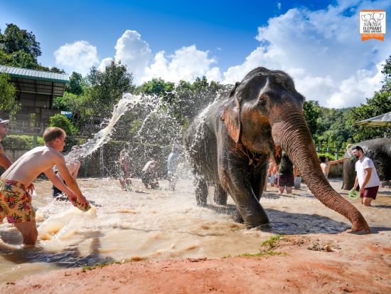 象にも環境にもやさしい施設で象と触れ合うエコツアー　餌やり・水浴び・泥スパ体験＜１日・半日／送迎付／英語ガイド／ランチ付／写真撮影サービス＞