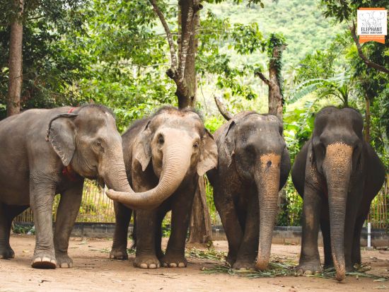 【サムイ発】ゾウの保護区でふれあいエコツアー　餌やり・水浴び・泥んこスパ体験＜午前・午後／英語ガイド／食事付／ホテル送迎付＞