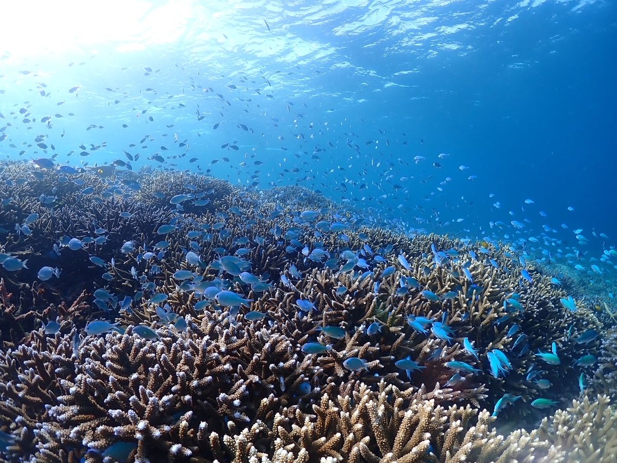 スキンダイビングで日本最大級のサンゴ礁を巡るコース！八重干瀬で