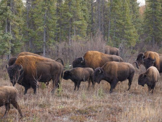 イエローナイフ　野生バイソン鑑賞ツアー ＜8～4月／日本語または英語ガイド＞