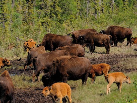イエローナイフ　野生バイソン鑑賞ツアー ＜8～4月／日本語または英語ガイド＞