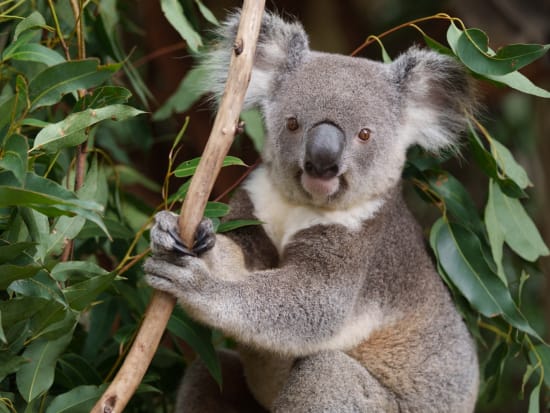 【入場チケット】ローンパイン・コアラ・サンクチュアリ（Lone Pine Koala Sanctuary） 世界最古・最大のコアラ保護区を訪問しよう！