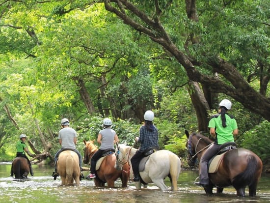 乗馬ツアー　世界最古の熱帯雨林や川の中を散歩しながらケアンズの大自然を満喫！＜約90分／英語ガイド＞by Mount-n-Ride Adventures