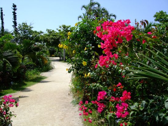 西表島トレッキング＋由布島観光ツアーお手軽に大自然を体験できる「プチ」ジャングル体験！水牛車で海を渡って植物園散策も＜昼食付／石垣島発＞