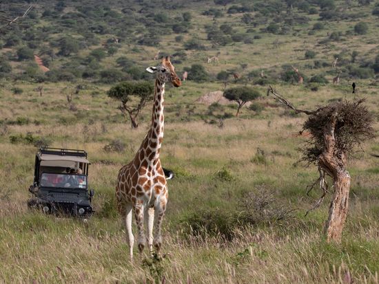 Loisaba - Wildflife - Reticulated Giraffes