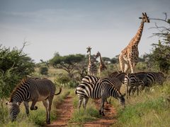 Loisaba - Reticulated Giraffe & Burchell's Zebra