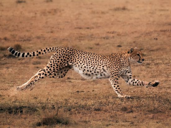 Elewana Loisaba - Cheetah Chase