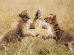 Elewana Loisaba - Lions Playing 3