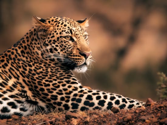 Elewana Loisaba  - Leopard