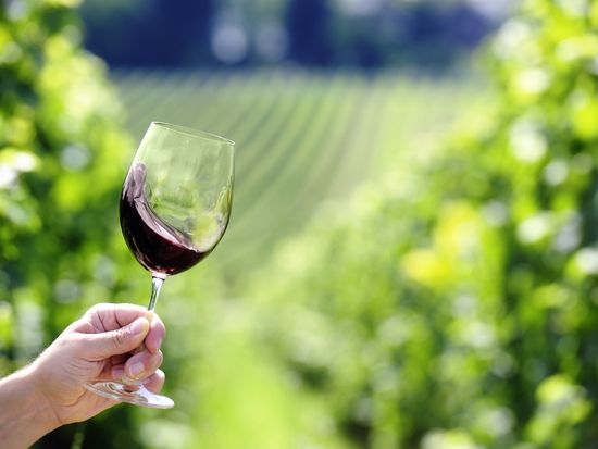 Vineyard_wine_shutterstock_137702114