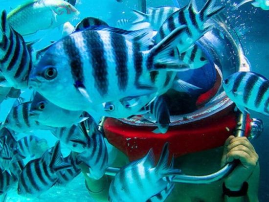 ウォータースポーツアドベンチャー　海中ウォーク＋パラセーリング＋チューブライディング　透き通る青い海でマリンスポーツを満喫！＜英語／昼食付／3時間／送迎付＞