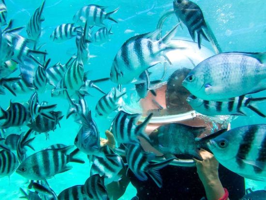 ウォータースポーツアドベンチャー　海中ウォーク＋パラセーリング＋チューブライディング　透き通る青い海でマリンスポーツを満喫！＜英語／昼食付／3時間／送迎付＞