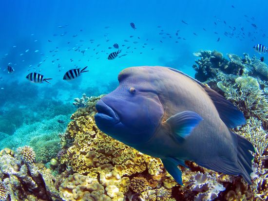 Australia_Cairns_Great barrier reef_Diving_Napoleon_Fish_shutterstock_171711359
