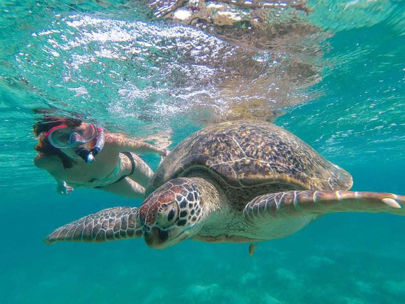 Waikiki Swim with Turtles Tour - Moana Catamaran Best Honolulu