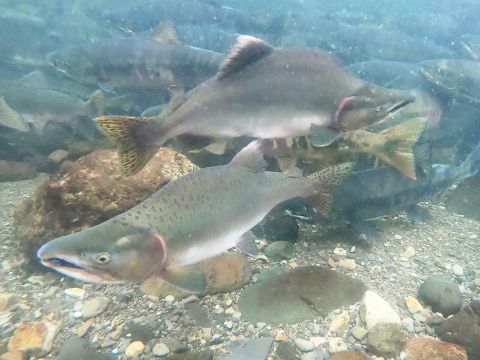 【秋限定】サケの遡上ウォッチングツアー　世界遺産知床で専門ガイドがご案内【前日18時までリクエスト可】＜9～10月／斜里町ウトロ地区送迎可＞byピッキオ