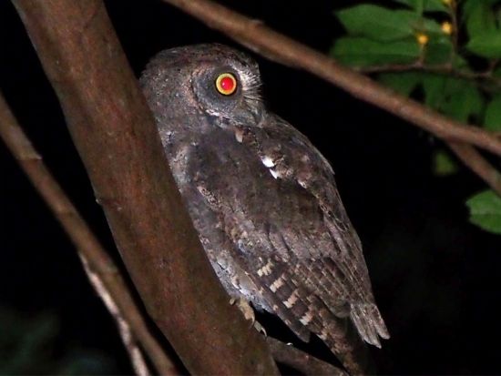 【1日1組限定／名瀬市街・龍郷町・笠利町一部エリア送迎可能】奄美の夜の森アマミノクロウサギ探検ツアー by 奄美バギーアンドナイトウォッチングガイドサービス